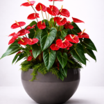 Anthurium Plants