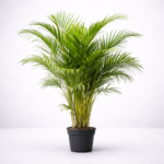 Areca Palm Plant