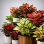 Pink and White Aglaonema Plant