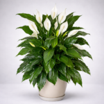 Peace Lily