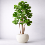 Artificial Fiddle Leaf Fig Plant 6 Feet