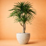 Artificial Dracaena Plant 7 Feet